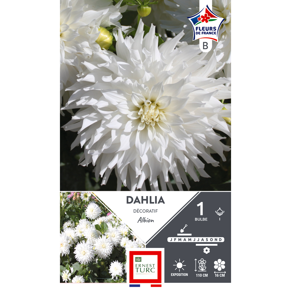 Bulbe de Dahlia décoratif 