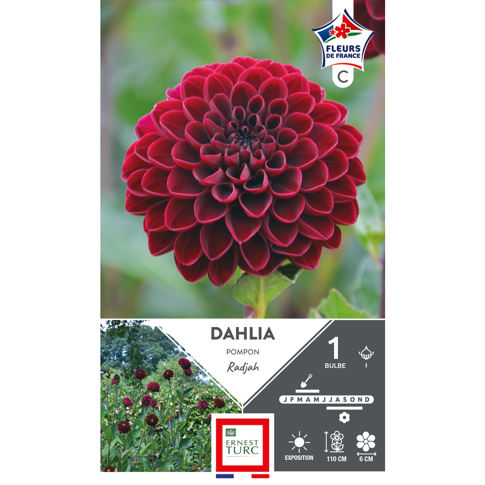 Bulbe de Dahlia pompon 