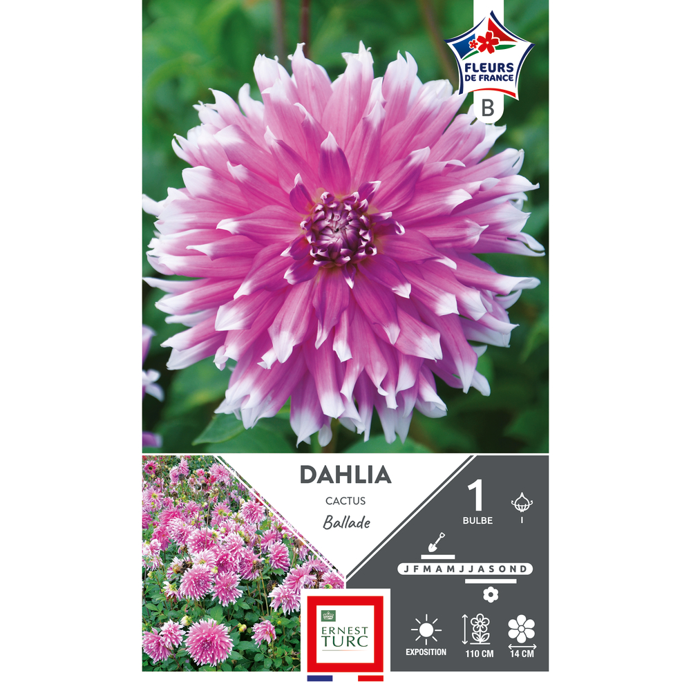 Bulbe de Dahlia cactus