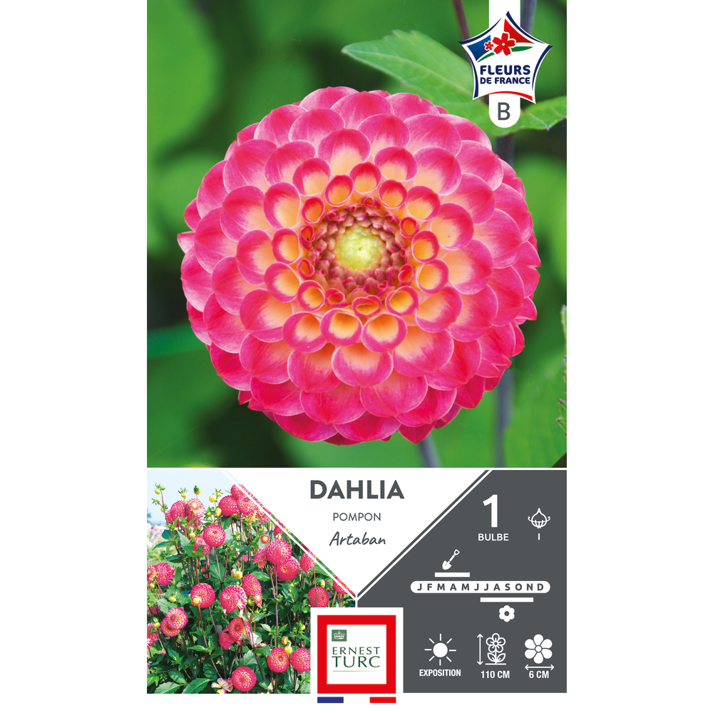 Bulbe de Dahlia 