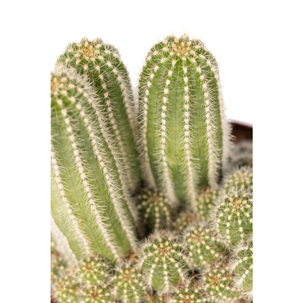 Cactus varié- Coupe de 20cm