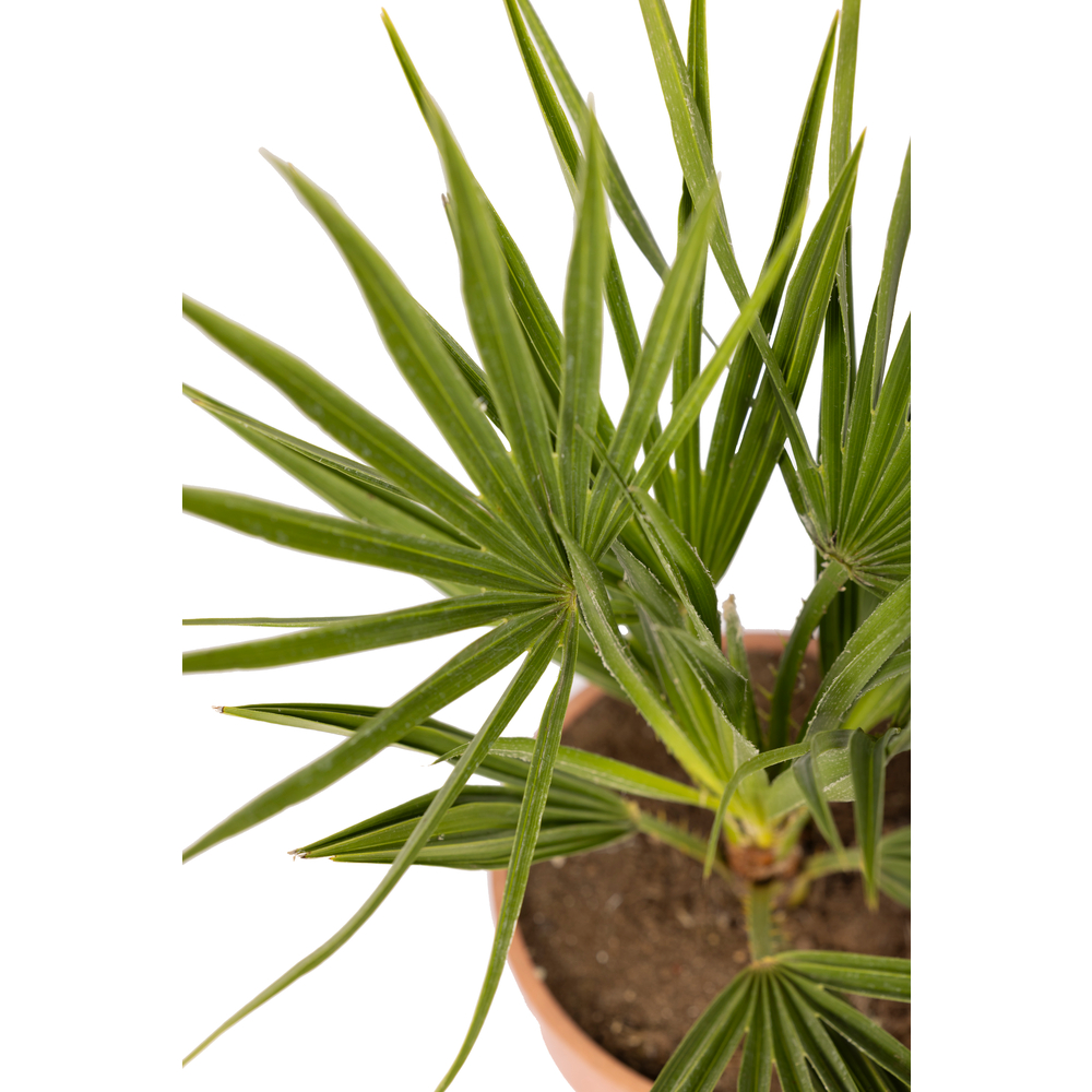 Chamaerops Humilis 