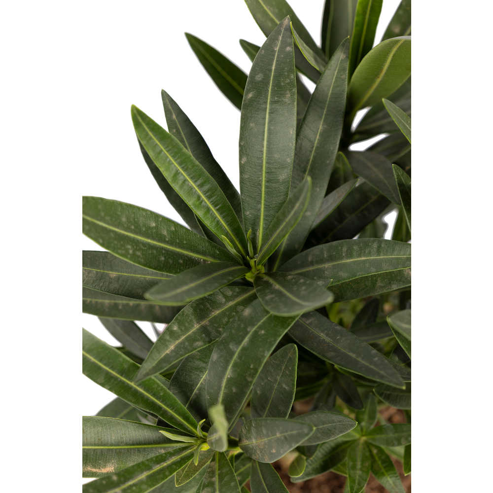 Nerium Oleander : en touffe