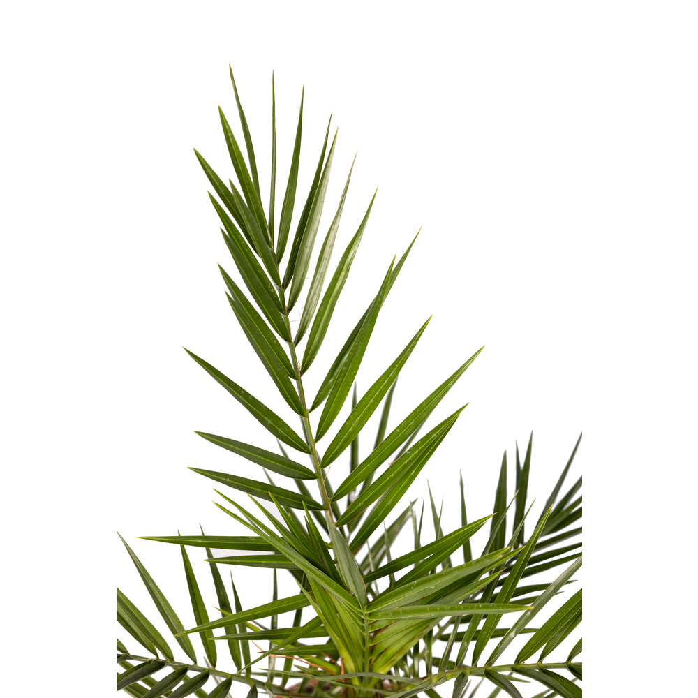 Phoenix canariensis en pot