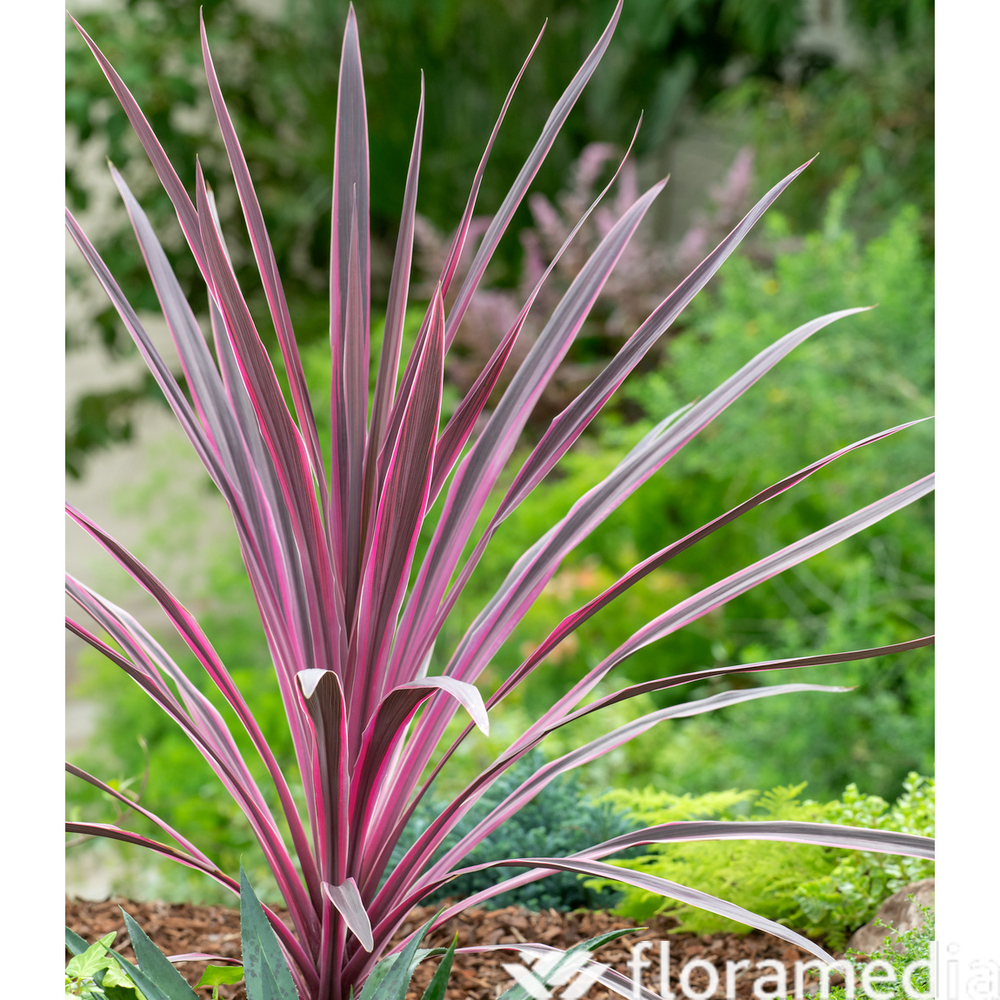 Cordyline 'Paso Doble®' - Pot de 3L