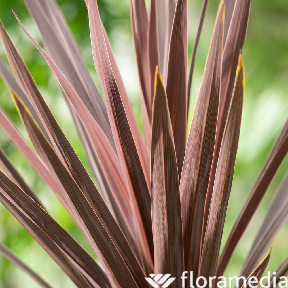 Cordyline 'Magic Star®' - Pot 3L