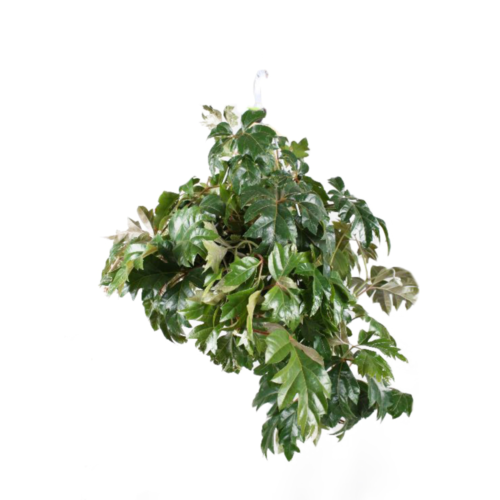 Cissus 'Ellen Danica' : suspension D17 cm