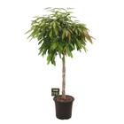 Ficus 'Amstel King' tressé : pot de D.32 cm - H.130 cm