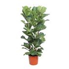 Ficus Lyrata 3 pieds : pot de D. 34 cm - H; 180 cm