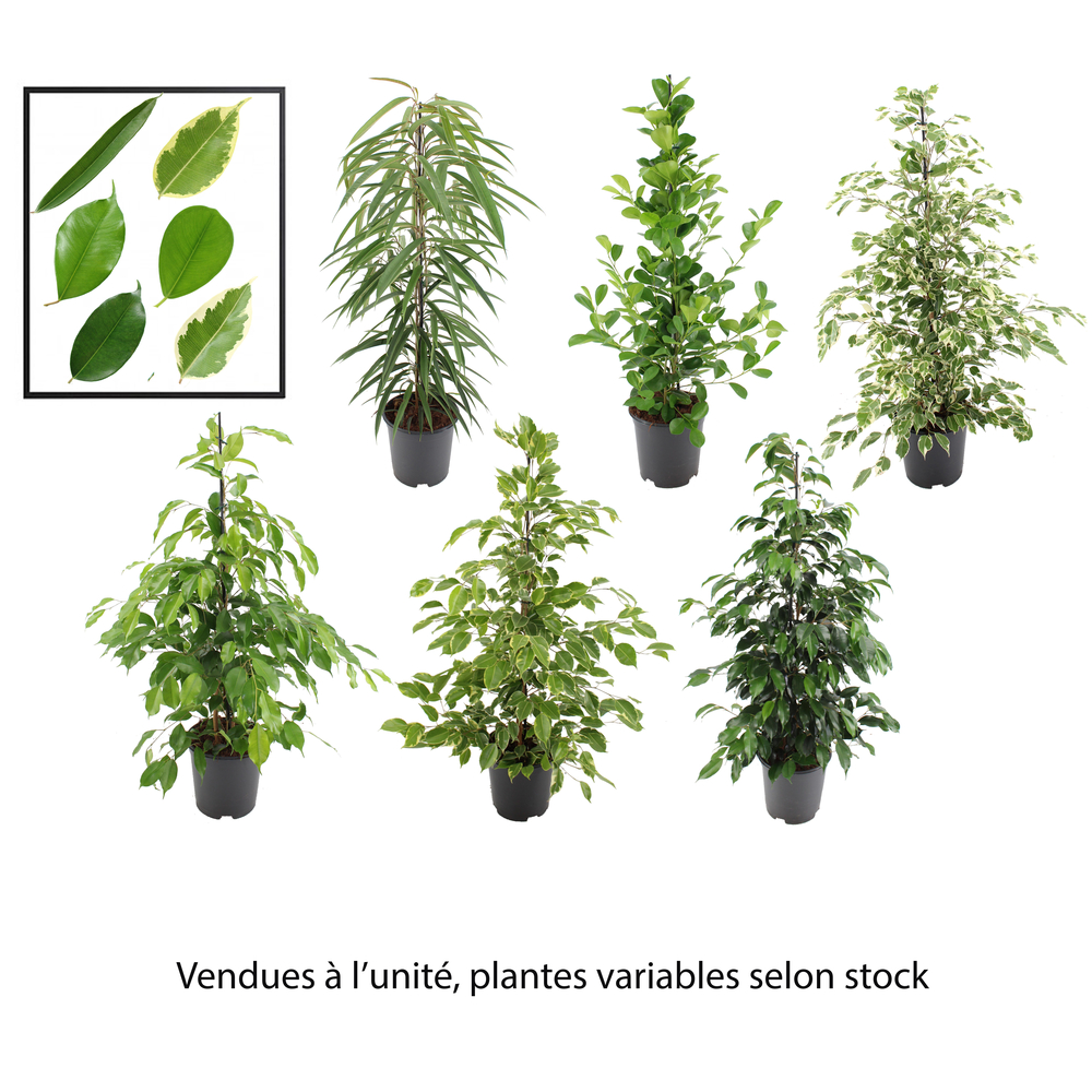 Ficus Benjamina varié : pot de D. 21 cm - H. 110 cm