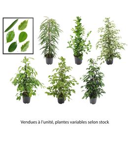 Ficus Benjamina, variétés variables : pot D.21cm