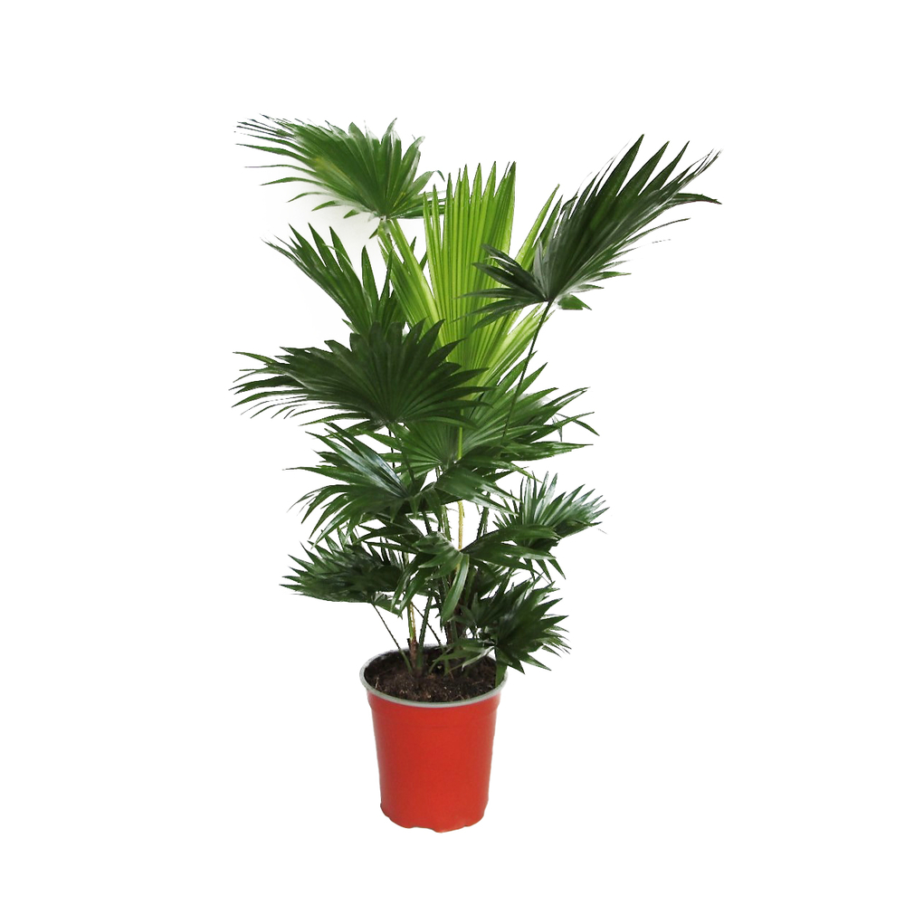 Livistona Rotundifolia 2 pieds : pot de D. 19 cm - H. 90 cm