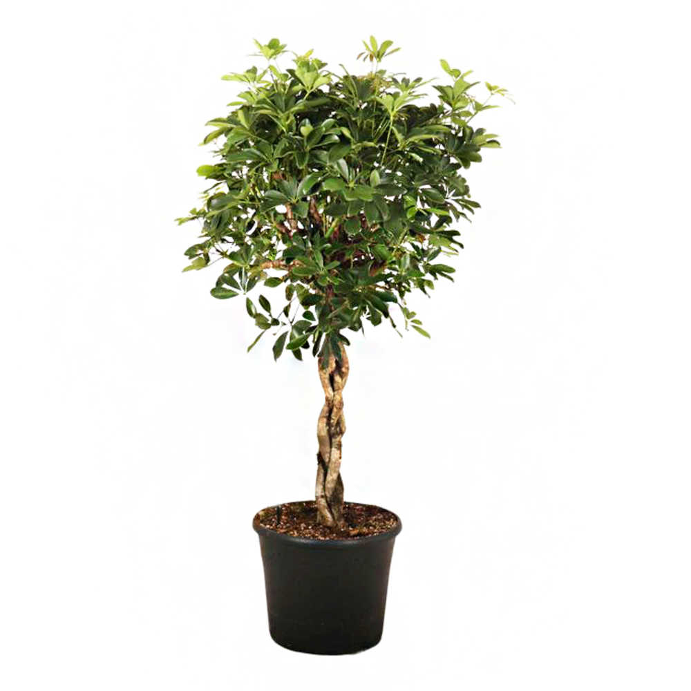 Schefflera 'Compacta' tressée : pot D. 32 cm - H. 140 cm
