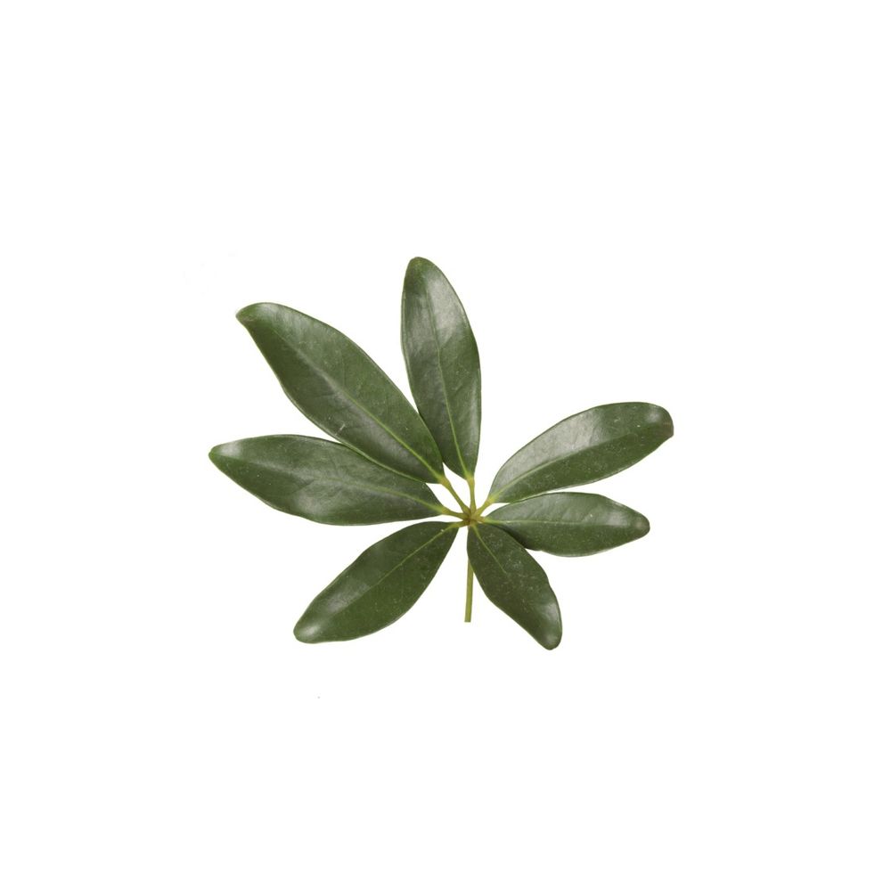 Schefflera 'Compacta' tressée : pot D. 32 cm - H. 140 cm