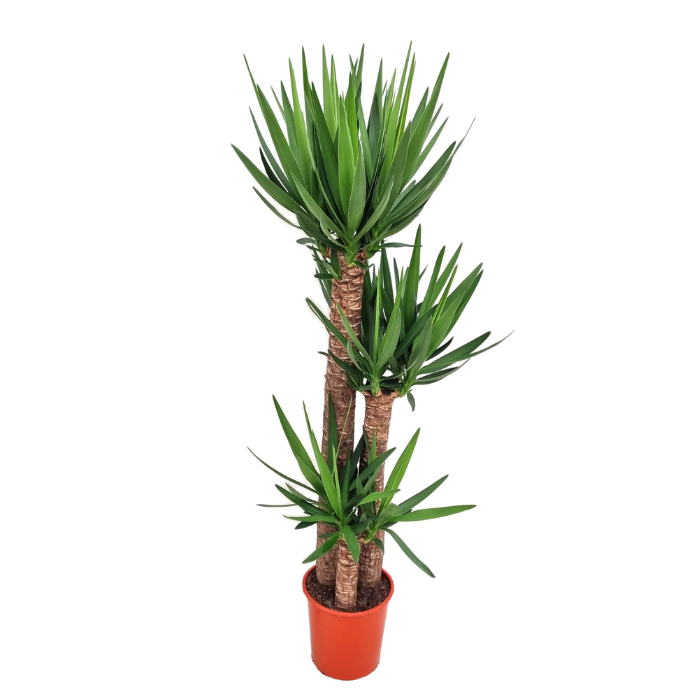Yucca 3 cannes : pot de D27 cm -H. 170 cm