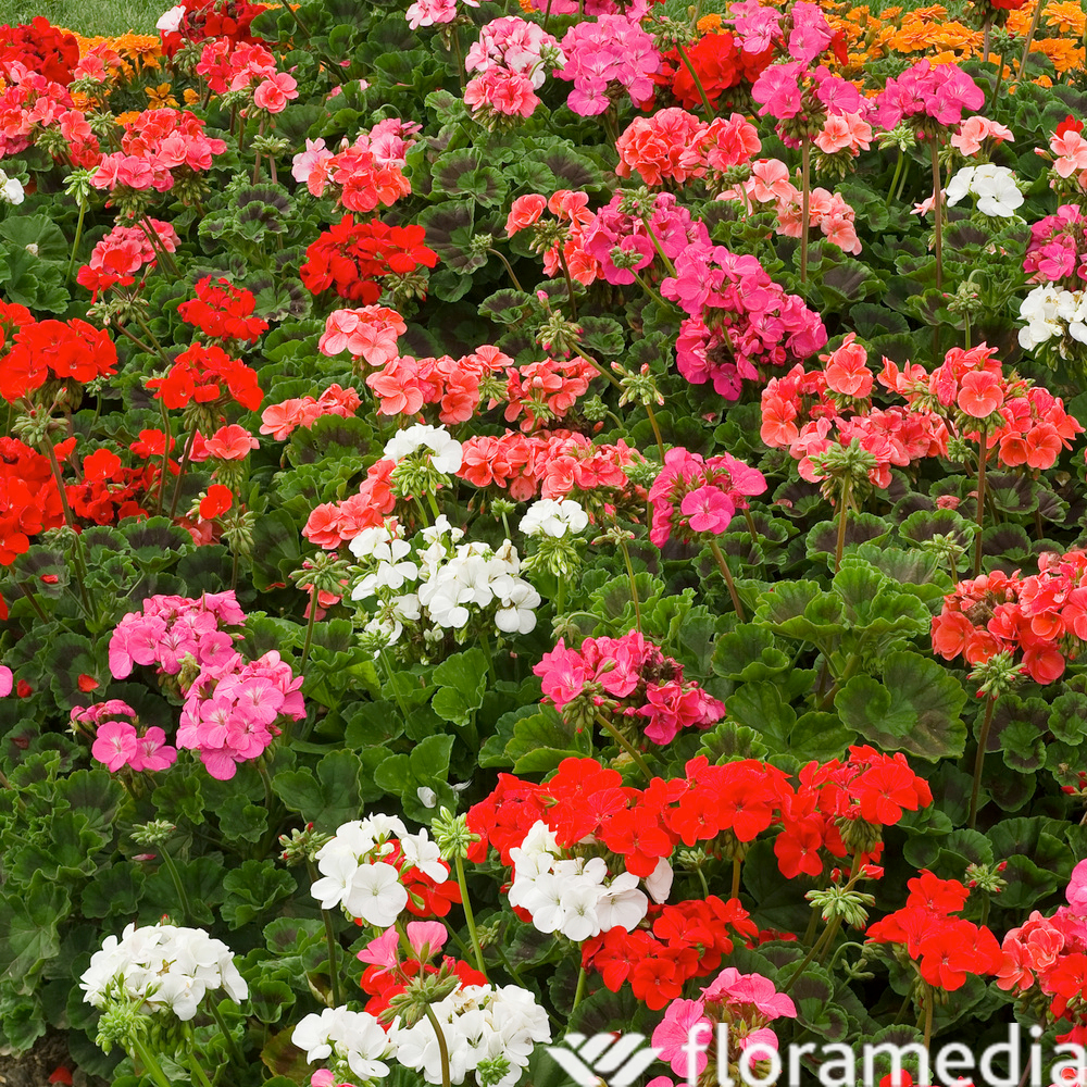 Géranium Interspécifique : pot 5L 