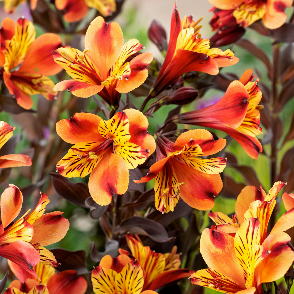 Alstroemeria 'Indian Summer®', coloris variables : pot 3L