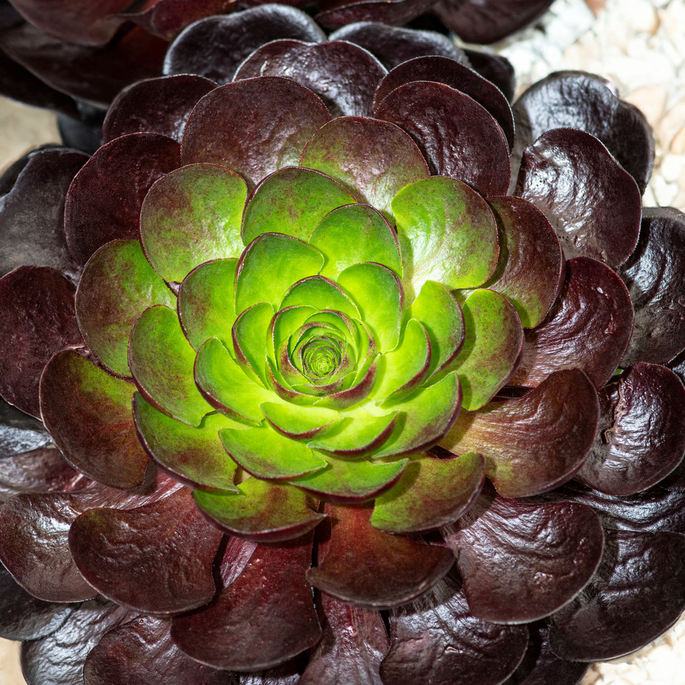 Semponium Surreal® 'Destiny':pot 4L