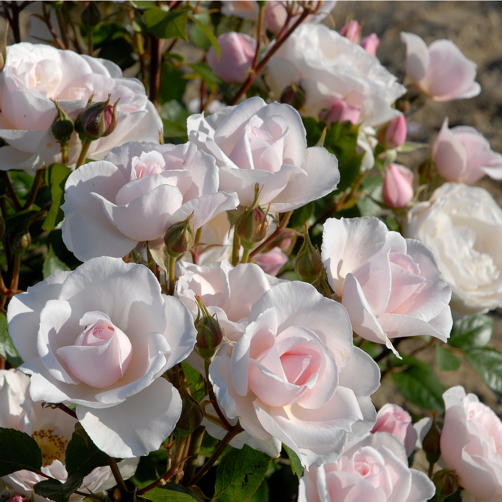 Rosier buisson 'Jardin de Granville'®(Evanrat) : pot 5L