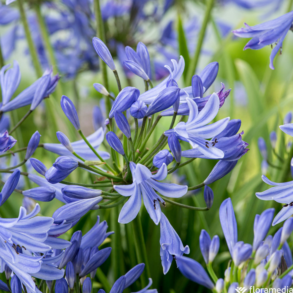 Agapanthe 'Pitchoune®Blue' - Pot 4L