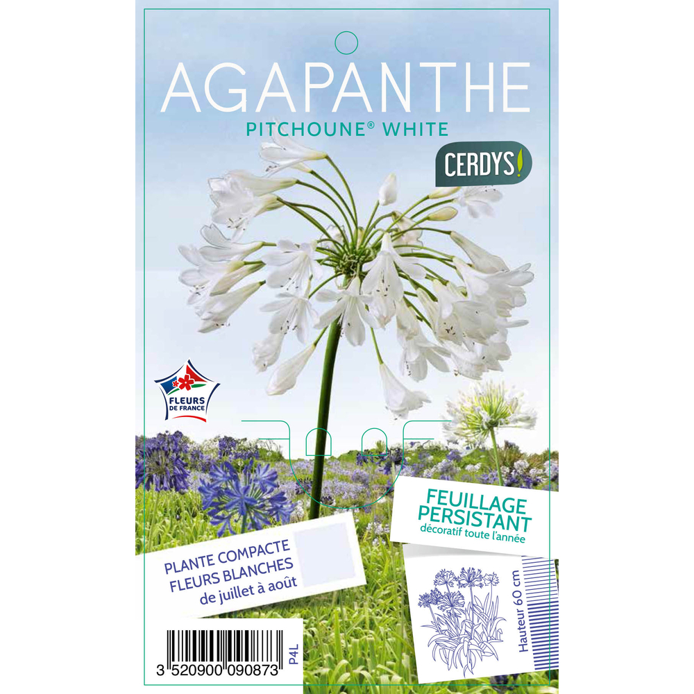 Agapanthe 'Pitchoune®White' - Pot 4L