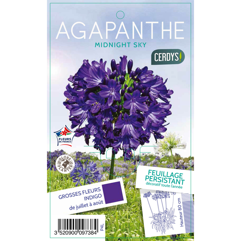 Agapanthe 'Midnight Sky' - Pot 4L