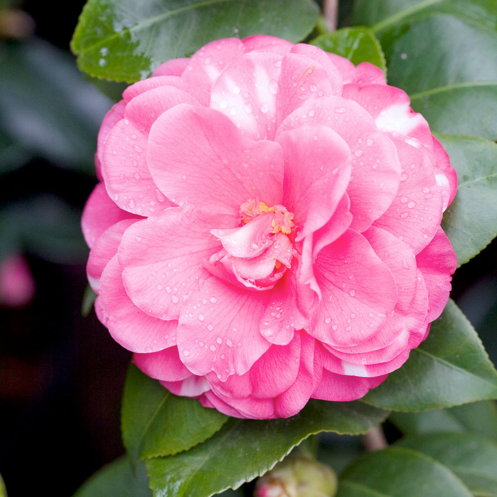 Camelia, 1/4 de tige : pot 10L