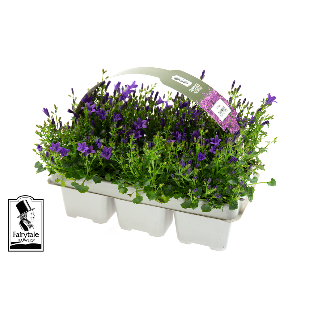 Campanule Get Mee ® - barquette de 6 plants