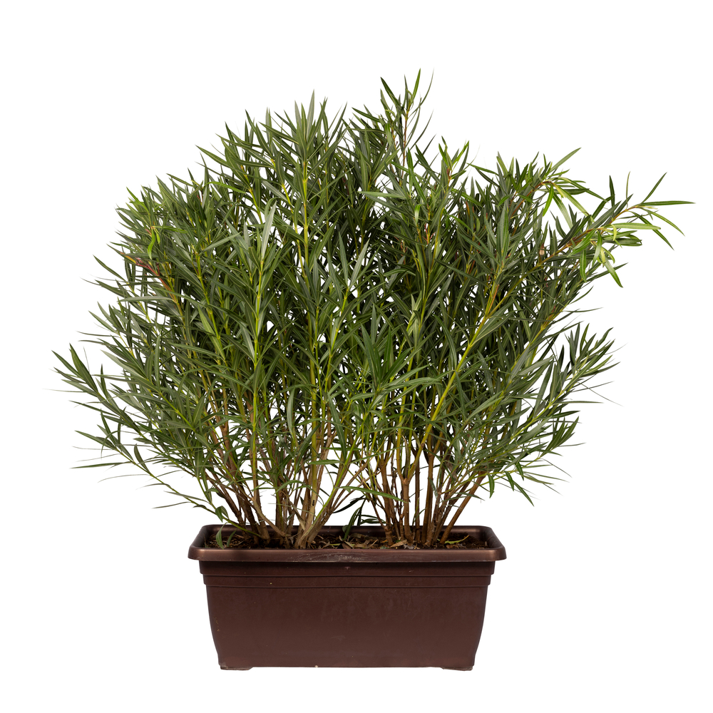 Laurier rose (Nerium oleander) : jardinière de 60L