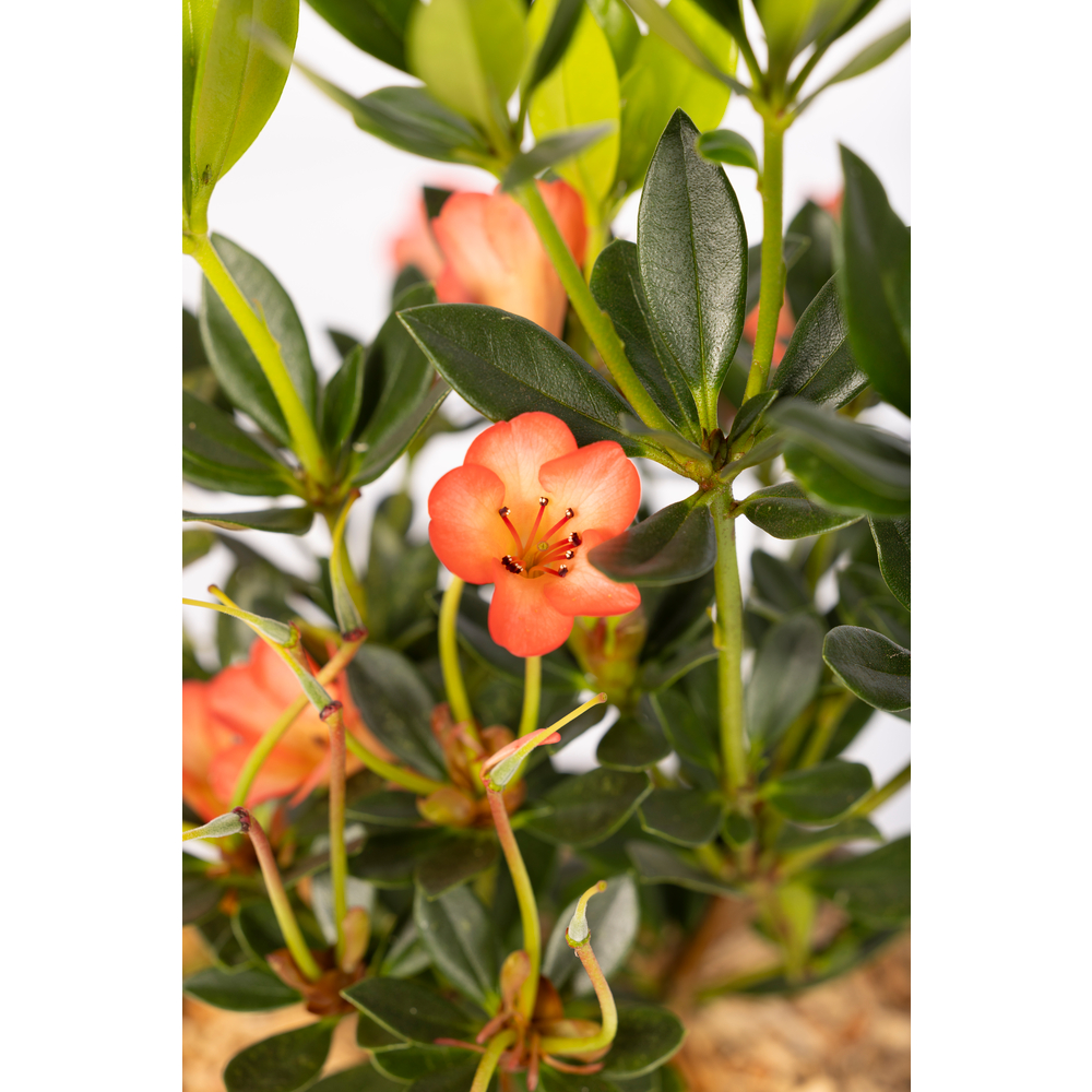 Rhododendron vireya 'Saxon Blush':pot 4L