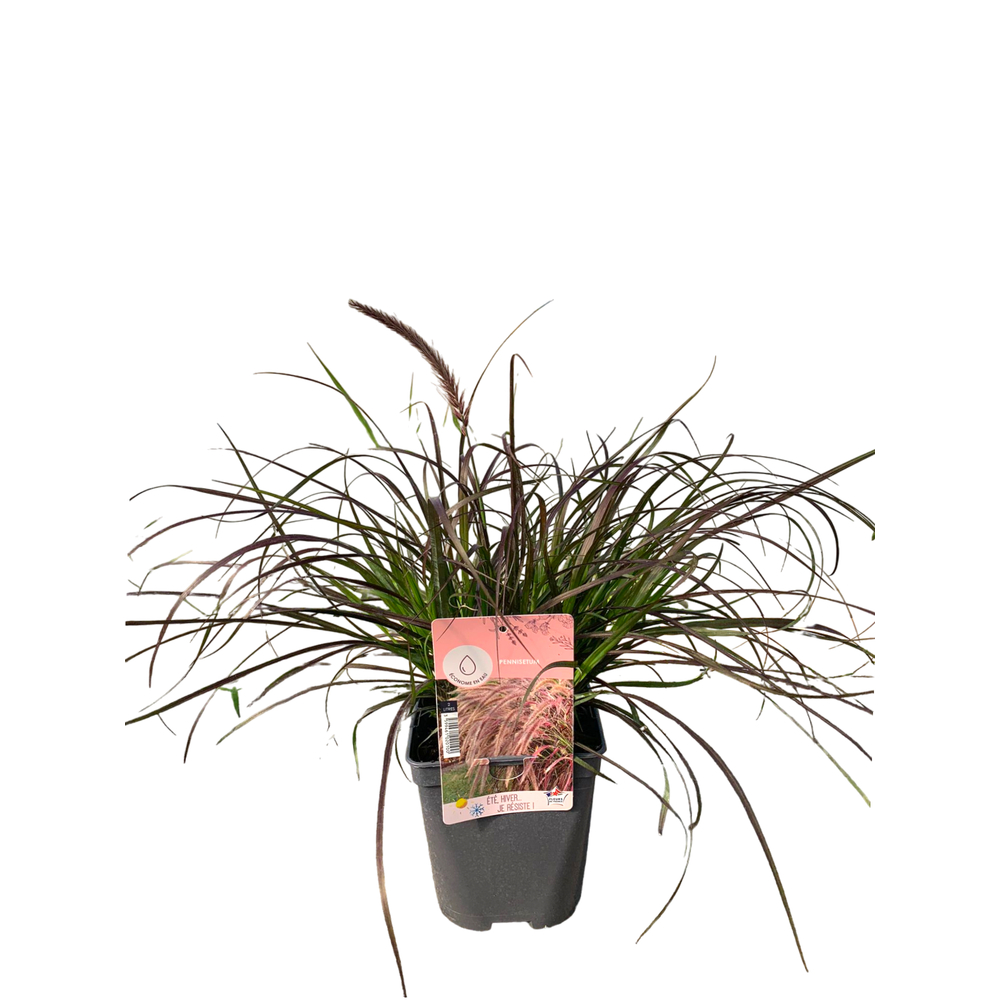 Pennisetum : pot de 2L