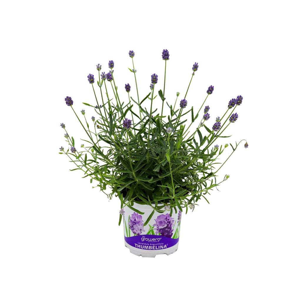 Lavande angustifolia 'Thumbelina Leigh®' - Pot D 11cm