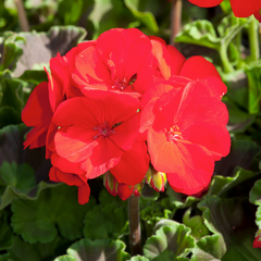 Géranium Toscana® 'Smart Red' - Barquette de 10 plants - Label Rouge 