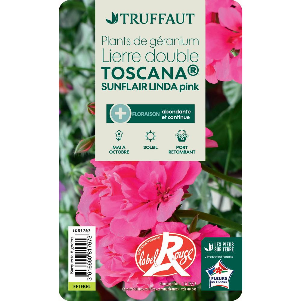 Géranium Toscana® 'Sunflair Pink' : Barquette de 6 plants, Label Rouge
