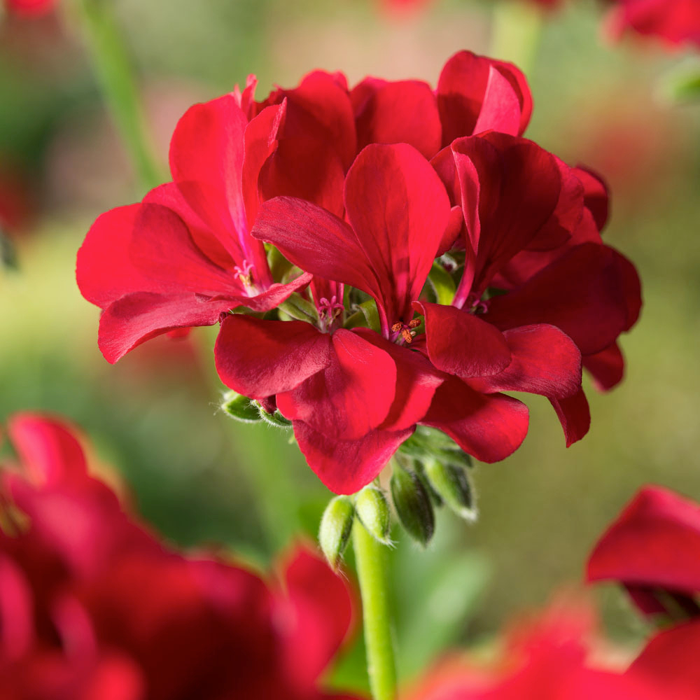 Géranium Toscana® 'Medio Dark Red' :barquette de 6 plants, Label Rouge