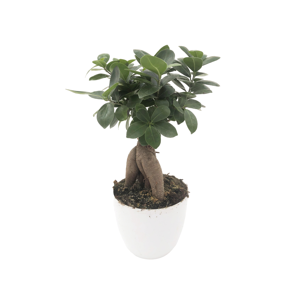 Bonsaï Ficus microcarpa - Pot D 17cm- Hauteur 30cm