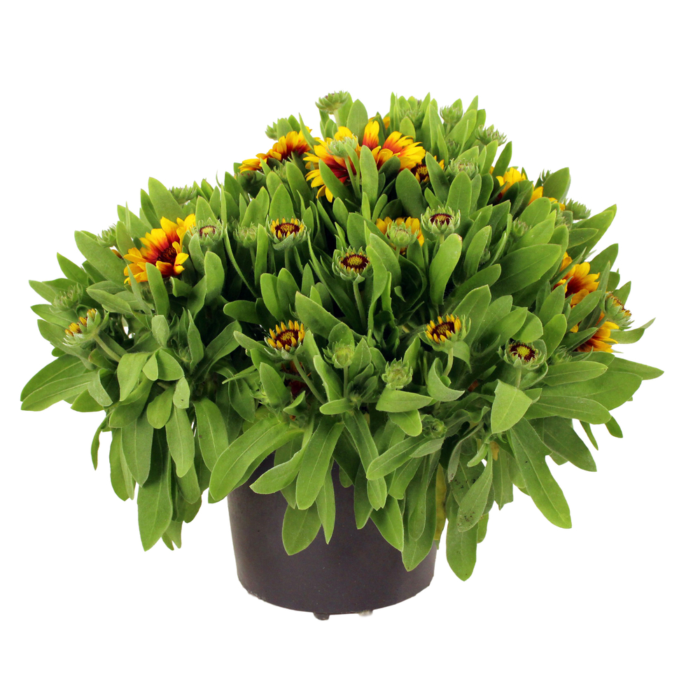 Gaillarde Gusto® 'Sweet Chili' : pot 2,5L