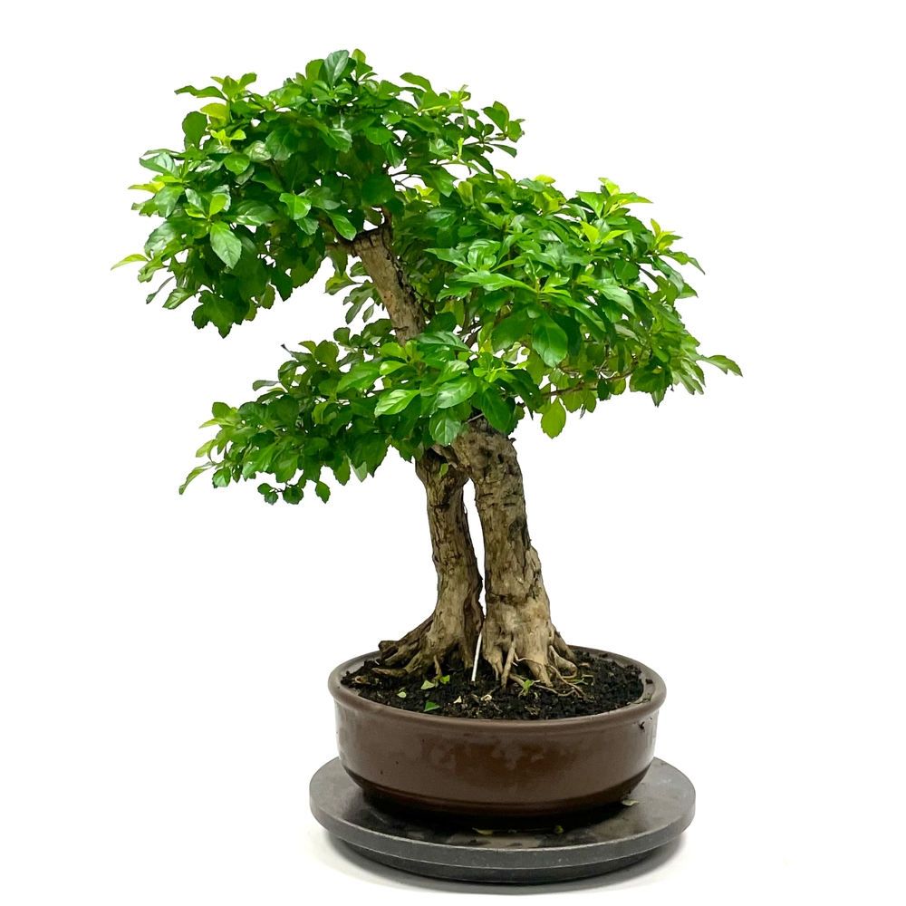 Bonsaï Duranta - 16 ans - Pot + Soucoupe