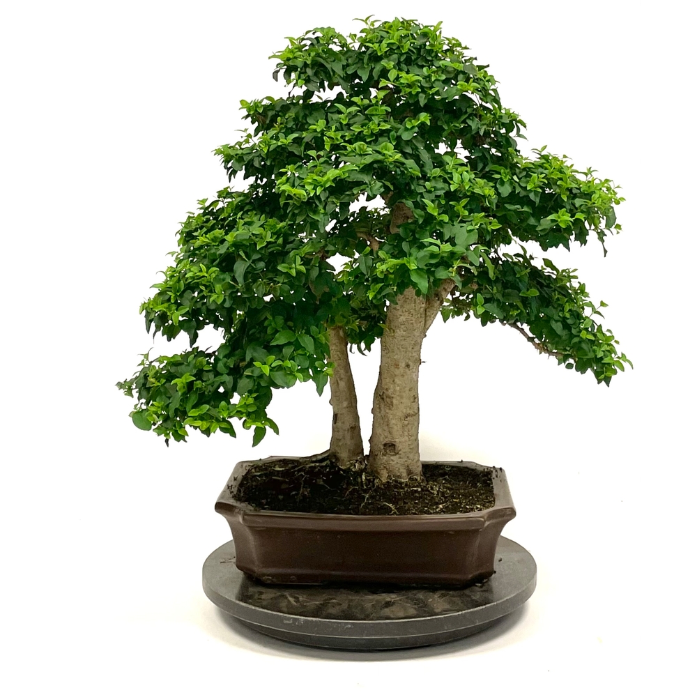 Bonsaï Ligustrum - 18 ans - Pot + Soucoupe