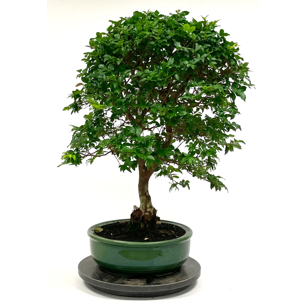 Bonsaï Eugenia cauliflora - 19 ans - pot + soucoupe