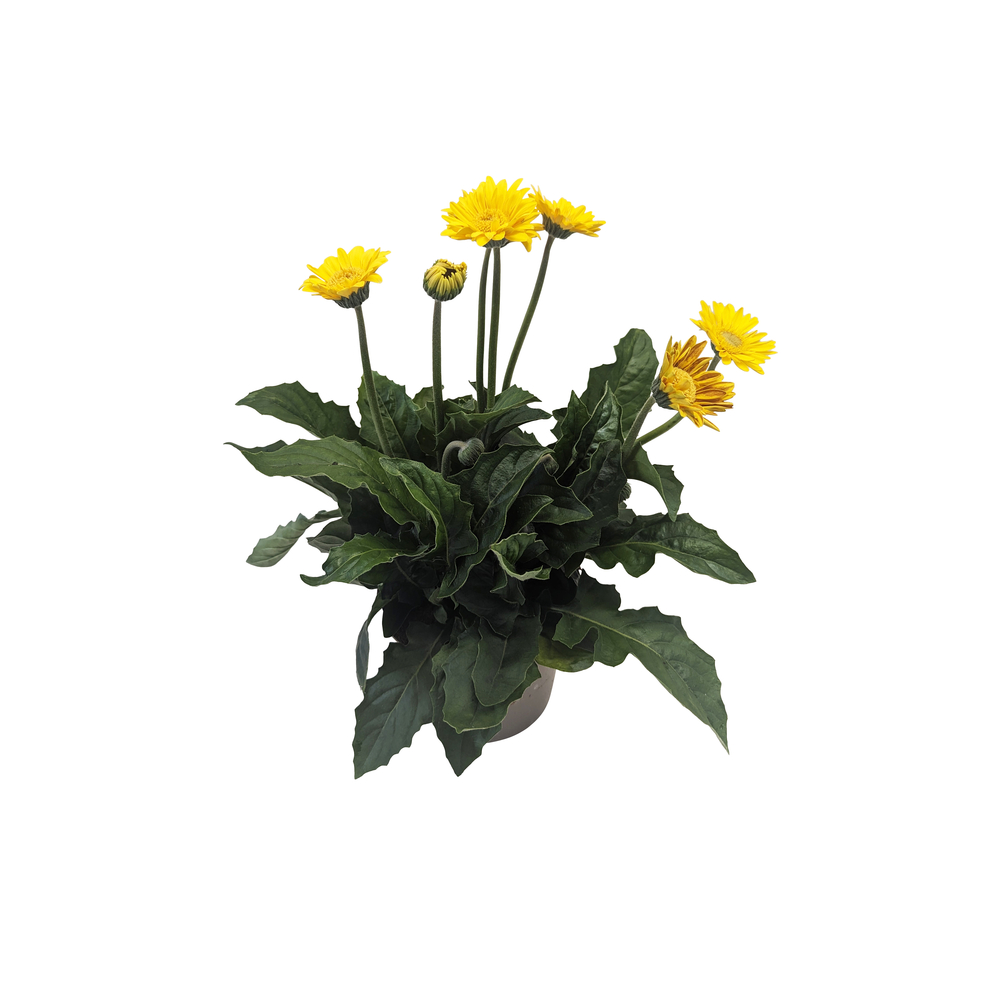 Gerbera : pot de 2L