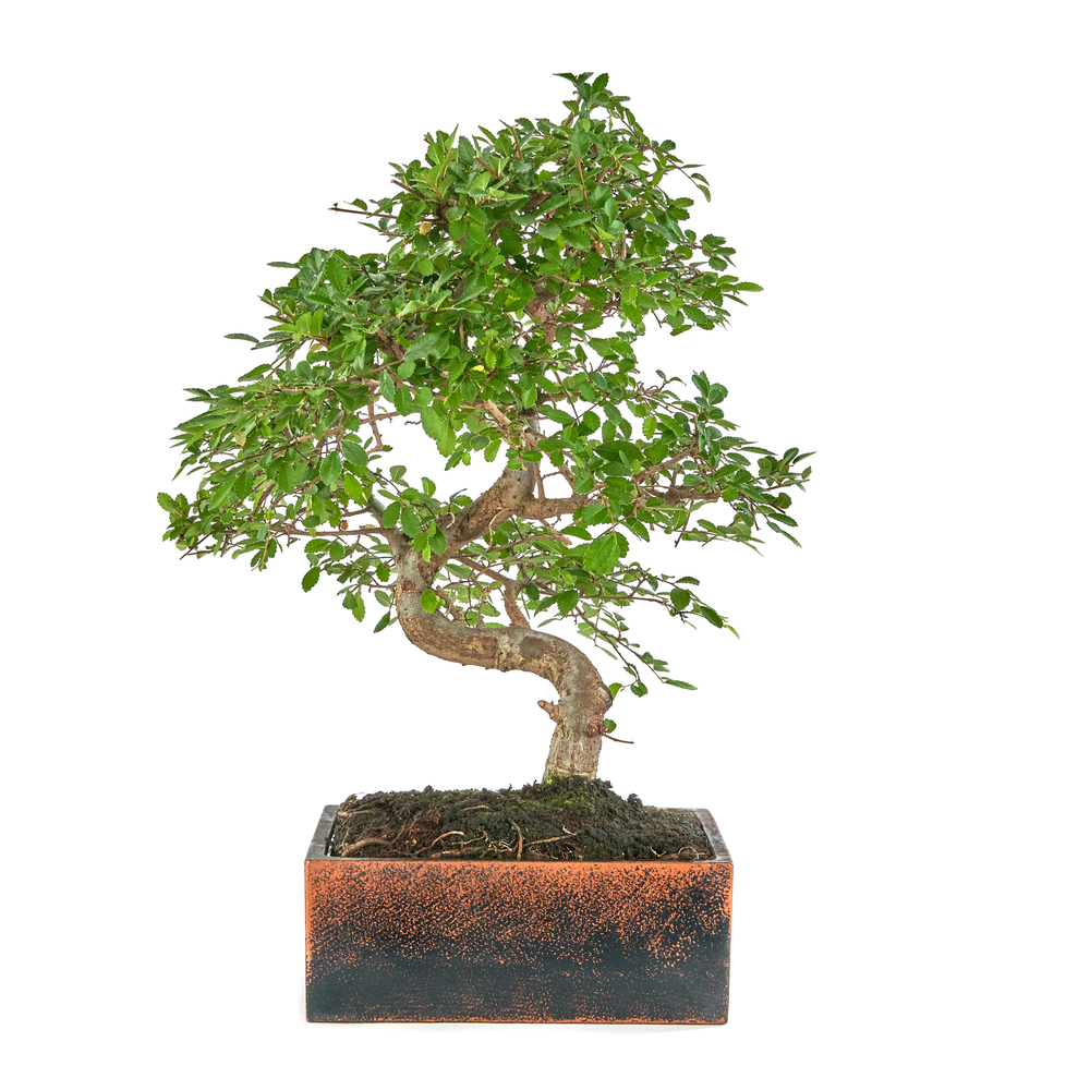 BonsaÏ 8 ans d'âge avec son pot Déco Oxide