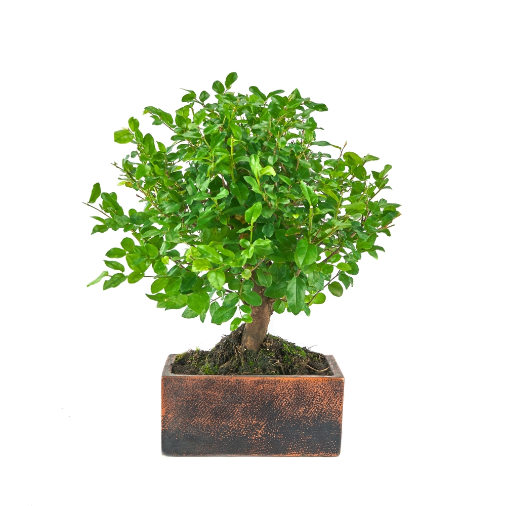 BonsaÏ 5 ans d'âge avec son pot Déco Oxide