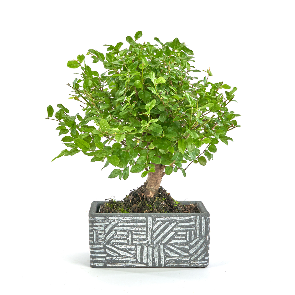 Kit bonsaï 5 ans + cache-pot deco etnic