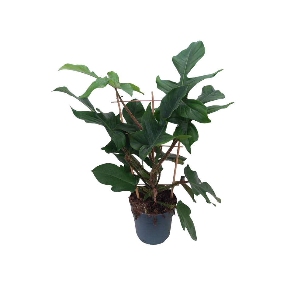 Philodendron squamiferum - Pot D 21cm
