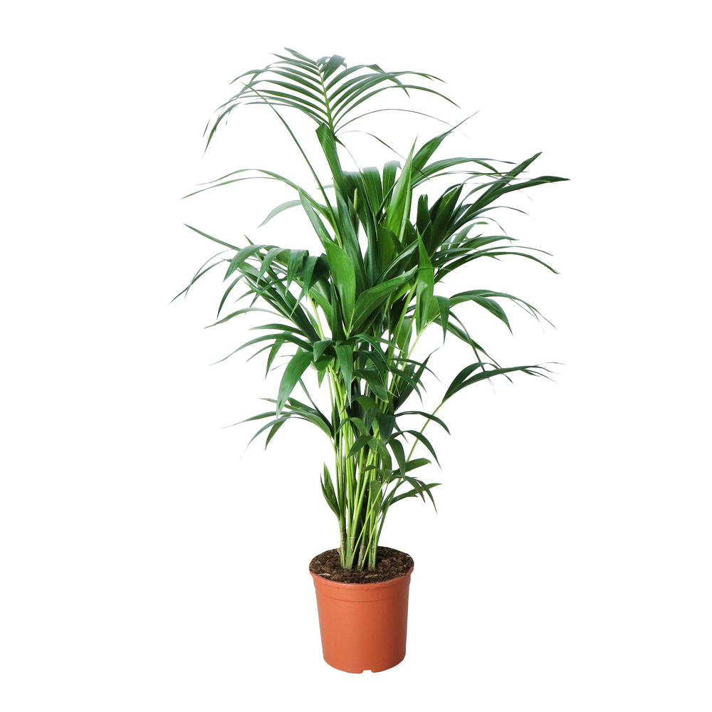 Palmier Kentia : pot de D.23cm - H.160/170cm