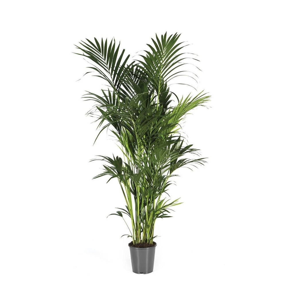 Palmier Kentia : pot de D.30cm - H.240/260cm