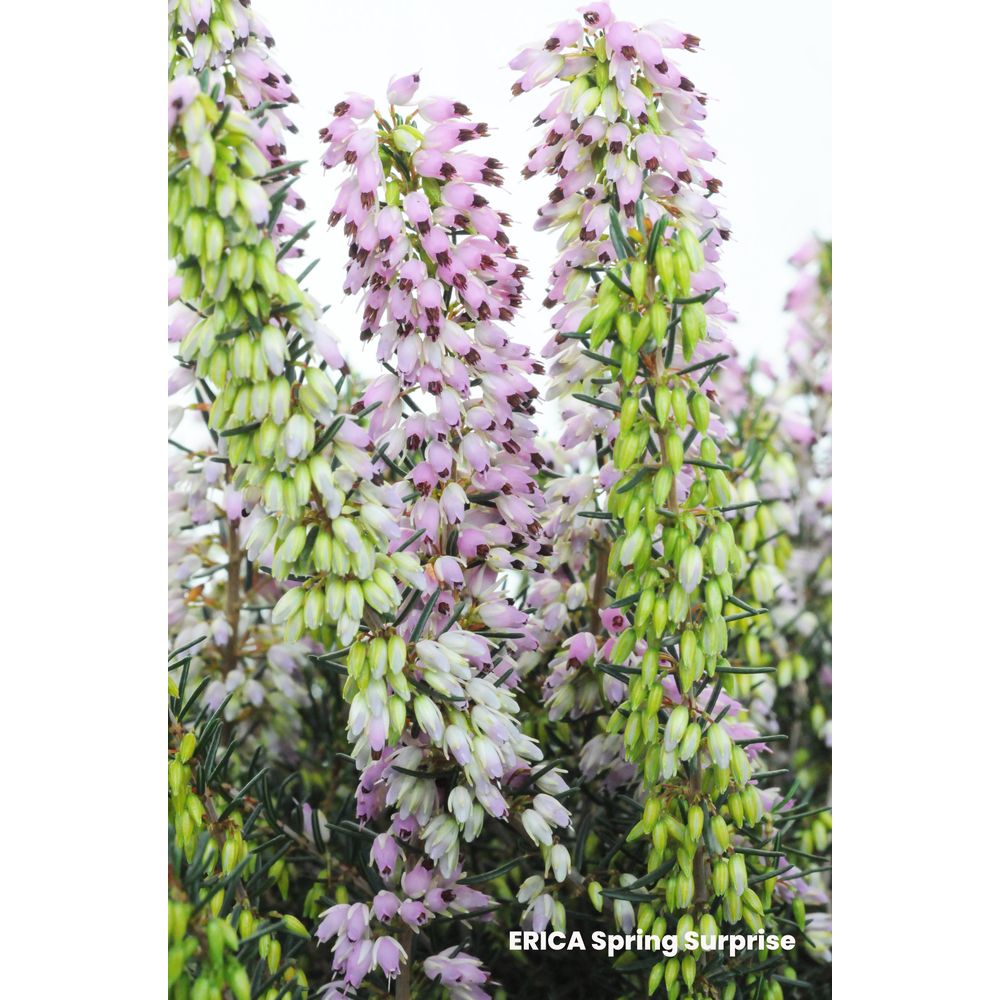 Erica darleyensis hiver : pot 5L
