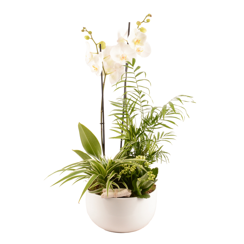 Composition florale Phalaenopsis avec 4 plantes - Pot D.25cm/H.65cm