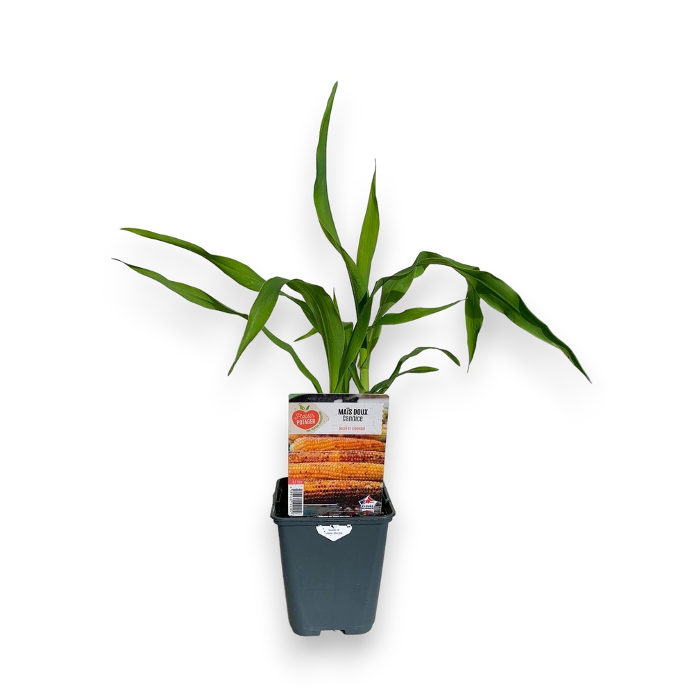 Maïs doux Candice : pot 0,5L